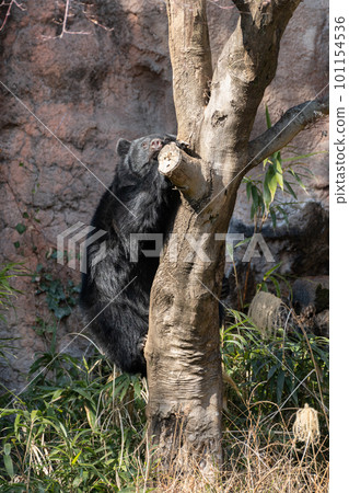 黑熊爬樹 101154536