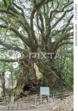 Iki no Mikado, an old camphor tree, a natural monument, Ehime Prefecture Iki no Mikado, an old camphor tree, a natural monument, Ehime Prefecture 101154603