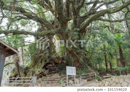 Iki no Mikado, an old camphor tree, a natural monument, Ehime Prefecture 101154620