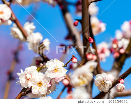 潔白的梅花盛開預示著春天的到來 101154631