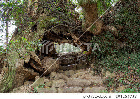 Iki no Mikado, Omishima Island, Ehime Prefecture, a pilgrimage route to Oyamazumi Shrine Okunoin 101154738