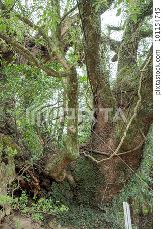 Iki no Mikado, Omishima Island, Ehime Prefecture, a pilgrimage route to Oyamazumi Shrine Okunoin 101154745