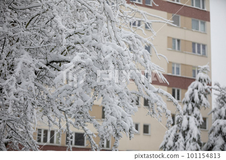 Branches of a snow-covered tree obstruct a residential building 101154813