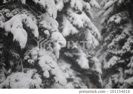 Close-up of conifer branches covered with a thick layer of snow Close-up of conifer branches covered with a thick layer of snow 101154818