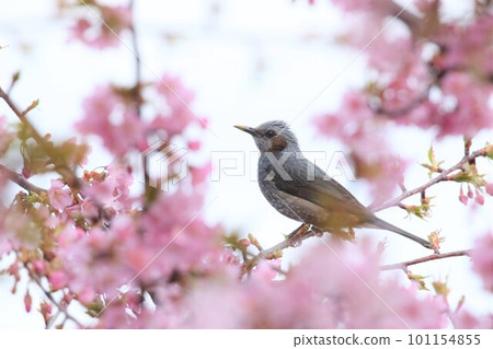 odor鳥棲息在河津櫻花上 101154855