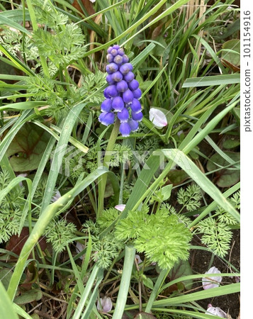 purple flowers mixed with grass purple flowers mixed with grass 101154916