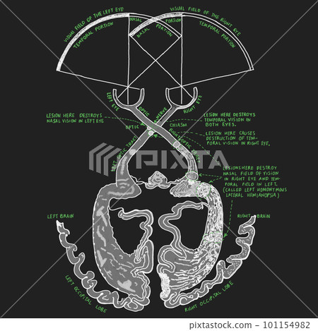 Detailed eye and brain typography with optic nerves and visual cortex. 101154982