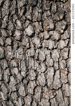 brown texture of tree bark macro brown texture of tree bark macro 101155081
