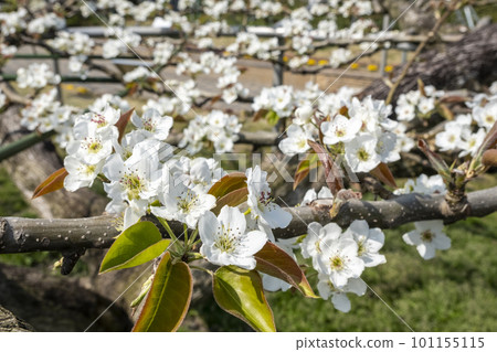 20th Century Pear Flower (Yurihama Town, Tottori Prefecture) 20th Century Pear Flower (Yurihama Town, Tottori Prefecture) 101155115