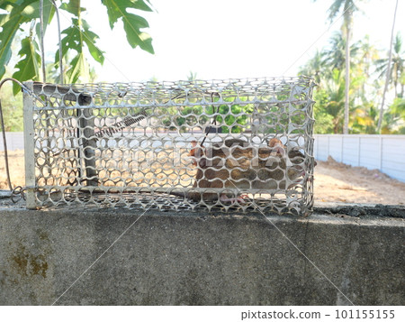 Rat in cage mousetrap, Mouse finding a way out of being confined, Trapping and removal of rodents that cause dirt and may be carriers of disease, Mice try to find freedom 101155155