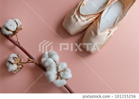 pink ballet slippers lying near cotton Branch with soft fluffy cotton flowers. flat lay raw material pink ballet slippers lying near cotton Branch with soft fluffy cotton flowers. flat lay raw material 101155256