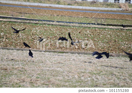 烏鴉在稻田裡玩耍 101155280