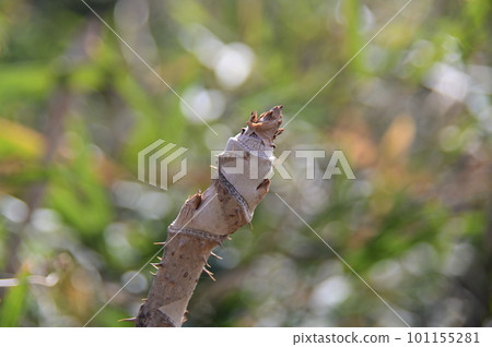 花蕾預示著春天的到來 101155281