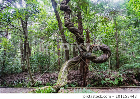 粗大的藤蔓纏繞著擋住了木板路 101155448