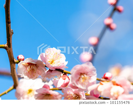 Beautiful red plum blossoms in full bloom herald the arrival of spring 101155476