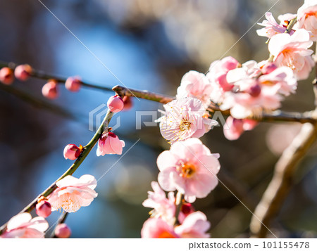 Beautiful red plum blossoms in full bloom herald the arrival of spring Beautiful red plum blossoms in full bloom herald the arrival of spring 101155478
