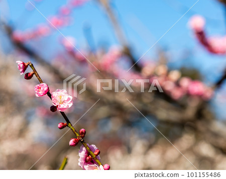 Beautiful red plum blossoms in full bloom herald the arrival of spring Beautiful red plum blossoms in full bloom herald the arrival of spring 101155486