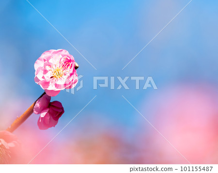 Beautiful red plum blossoms in full bloom herald the arrival of spring Beautiful red plum blossoms in full bloom herald the arrival of spring 101155487