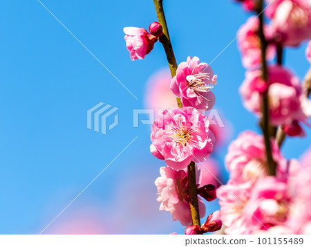 Beautiful red plum blossoms in full bloom herald the arrival of spring Beautiful red plum blossoms in full bloom herald the arrival of spring 101155489