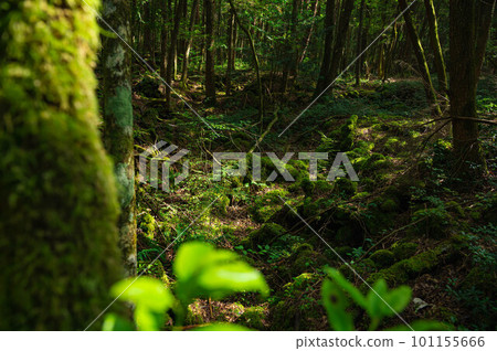 Aokigahara Jukai Aokigahara Jukai 101155666