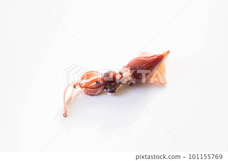 firefly squid on white background firefly squid on white background 101155769
