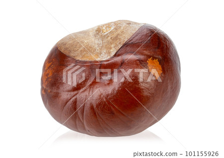 One chestnut isolated on a white background. The file contains a clipping path. 101155926
