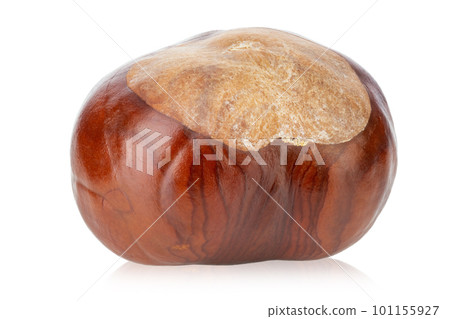 One chestnut isolated on a white background. The file contains a clipping path. One chestnut isolated on a white background. The file contains a clipping path. 101155927