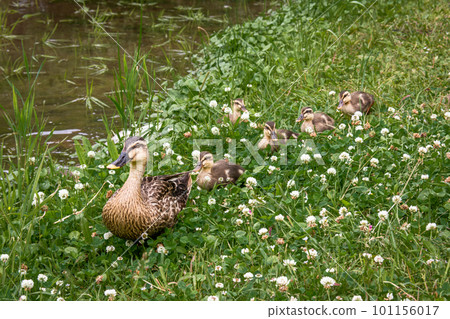 A spot-billed duck parent and child marching along a waterside where white clover blooms 101156017