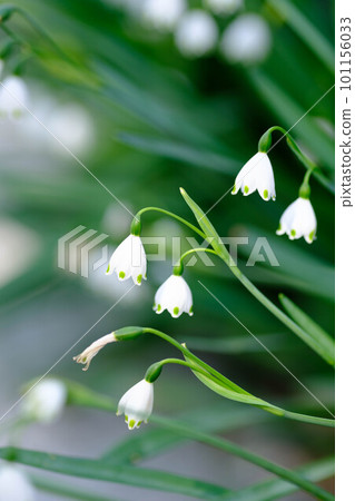 A snowflake flower with lily-of-the-valley-like bell-shaped flowers blooming downward on slimy leaves resembling daffodils. the arrival of spring A snowflake flower with lily-of-the-valley-like bell-shaped flowers blooming downward on slimy leaves resembling daffodils. the arrival of spring 101156033
