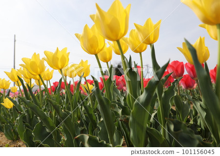 鬱金香 鬱金香 101156045