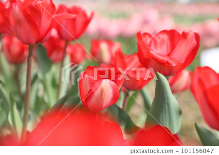 紅色鬱金香 紅色鬱金香 101156047