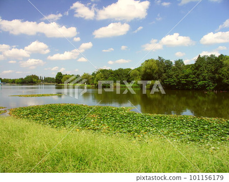 初秋水本公園風景，池塘里有漂浮的水生植物 101156179
