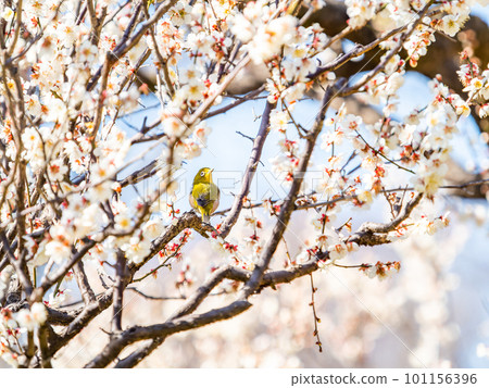 春天的景色可愛的白眼,在盛開的白梅花中吸取甘露 春天的景色可愛的白眼,在盛開的白梅花中吸取甘露 101156396
