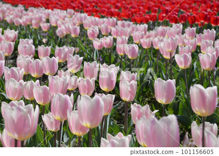 brightly blooming tulip flowers brightly blooming tulip flowers 101156605