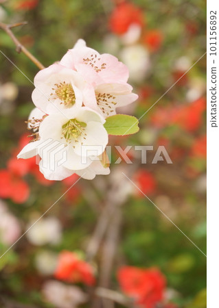 一朵像李子的花粉紅色模糊花 1 101156892
