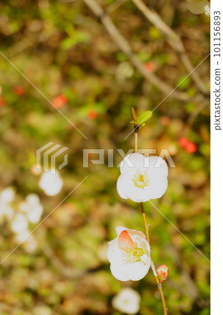 一朵像李子的花 白色模糊花 2 一朵像李子的花 白色模糊花 2 101156893