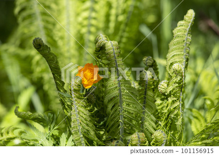 Young spring leaves of a fern and an orange flower , abstract green leaves texture, nature background. Close-up tree leaf background. Natural background. Macro leaf. soft focus. High quality photo 101156915
