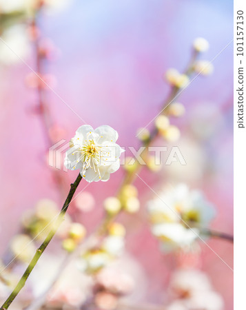 Beautiful white plum blossoms in full bloom herald the arrival of spring 101157130