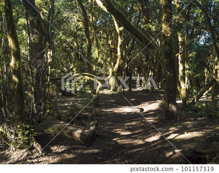 Narrow footpath through laurisilva forest with mossy trees at the Garajonay National Park, La Gomera, Canary Islands, Spain. Mysterious fairytale magical nature scenery. UNESCO World Heritage Site. Narrow footpath through laurisilva forest with mossy trees at the Garajonay National Park, La Gomera, Canary Islands, Spain. Mysterious fairytale magical nature scenery. UNESCO World Heritage Site. 101157319