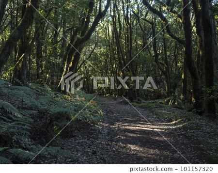 Path in fairytale laurisilva forest with mossy trees at Garajonay National Park, La Gomera, Canary Islands, Spain. Mysterious magical nature scenery. UNESCO World Heritage Site. 101157320