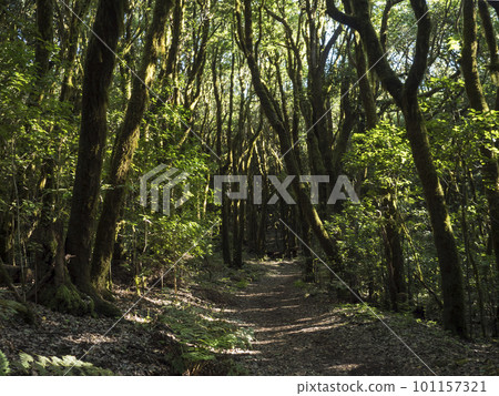 Narrow footpath through laurisilva forest with mossy trees at the Garajonay National Park, La Gomera, Canary Islands, Spain. Mysterious fairytale magical nature scenery. UNESCO World Heritage Site. Narrow footpath through laurisilva forest with mossy trees at the Garajonay National Park, La Gomera, Canary Islands, Spain. Mysterious fairytale magical nature scenery. UNESCO World Heritage Site. 101157321