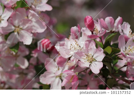淡粉色花朵盛開的景色（街道之花） 101157352