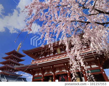 Senso-ji and cherry blossoms in full bloom 101157353