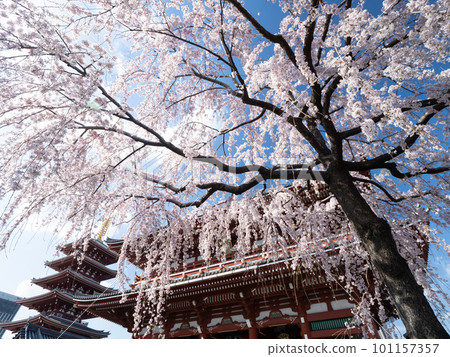 Senso-ji and cherry blossoms in full bloom 101157357