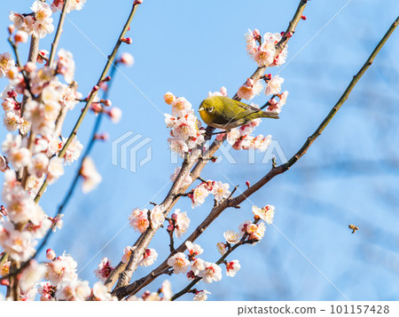 Spring scenery Cute Japanese white-eye that came to suck nectar from plum blossoms Spring scenery Cute Japanese white-eye that came to suck nectar from plum blossoms 101157428