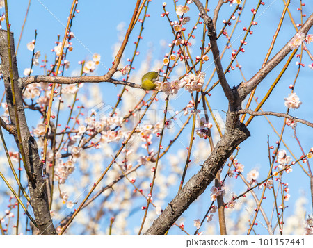 春天的風景 來梅花里吸花蜜的可愛白眼 101157441