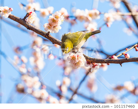 春天的風景 來梅花里吸花蜜的可愛白眼 101157460