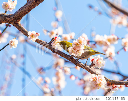 春天的風景 來梅花里吸花蜜的可愛白眼 101157463