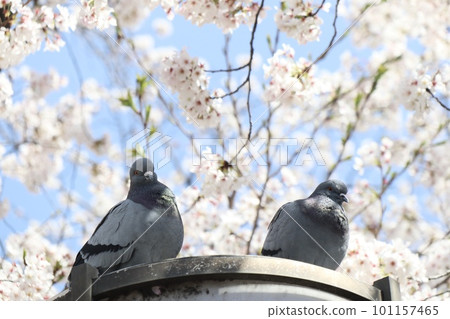 Dove and cherry blossoms 101157465
