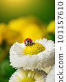 Ladybug on white flower with bright yellow stamens 101157610